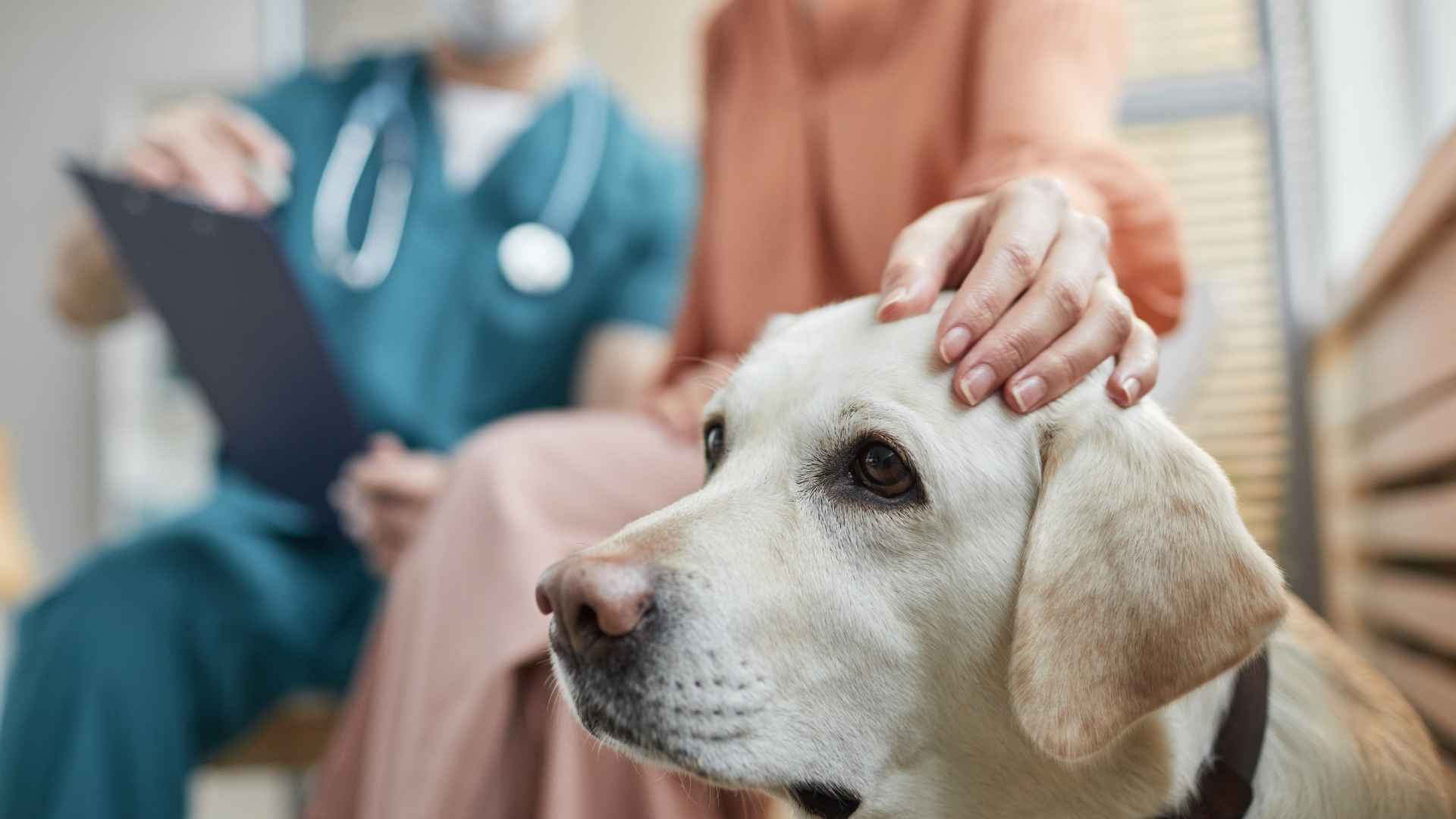 Perro con anemia